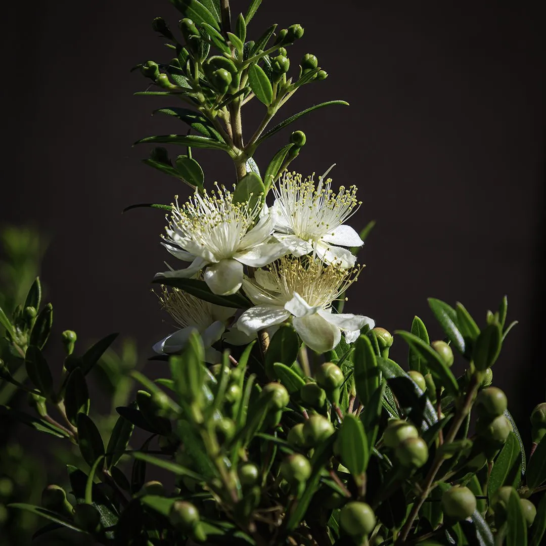 Myrtle Essential Oil - Organic (Myrtus Communis)