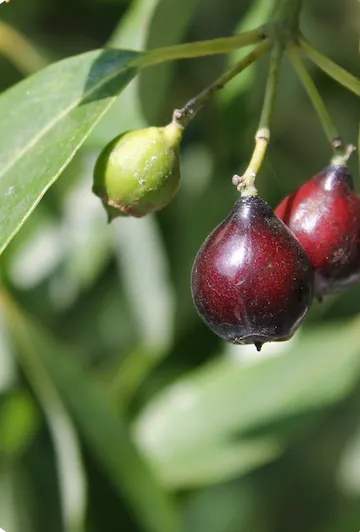 Sandalwood Nut Oil