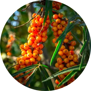 Seabuckthorn Carrier Oil - Living Libations