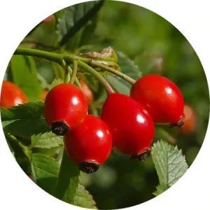 Wild Rosehips Carrier Oil - Living Libations